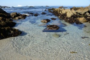 Why You Should Visit Monterey