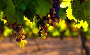 Bartholomew Estate Winery – Travel Guide
