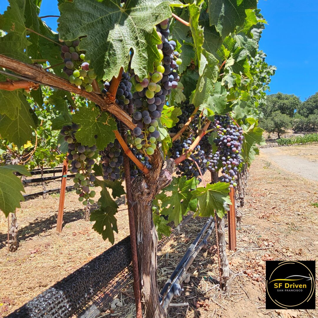 The Beauty of Sonoma Valley: A Must-Visit Wine Country Destination